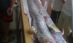 Ngư dân Đà Nẵng vớt được xác cá hố 'khủng' dài 4 m, nặng 30 kg