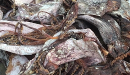 Phát hiện hơn 21 tấn mực khô bốc mùi hôi thối trên đường ra Bắc