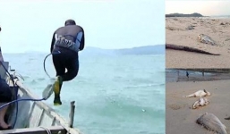 Thuê thợ lặn kiểm tra thông tin cá chết xếp lớp dưới đáy biển