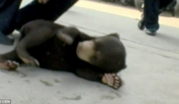 Trung Quốc: Sốc khi chó hoang bỗng hóa...gấu