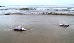 Lặn xuống biển Quảng Bình, thấy gì dưới đáy biển sâu?