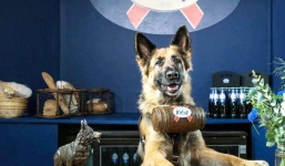 Quán bia 'độc' với đội ngũ phục vụ toàn là chó