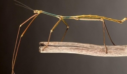 Kỳ lạ loài côn trùng dài nhất hành tinh