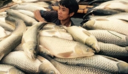 Cá chết trắng ở Thanh Hóa: Hoàn thiện hồ sơ để khởi tố vụ án hình sự