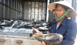 Cá lồng ở cửa biển Thanh Hóa chết hàng loạt