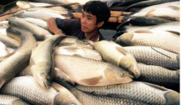 Công an vào cuộc vụ cá chết trắng sông Bưởi - Thanh Hóa