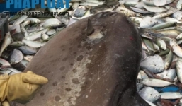 Cá mặt trăng khổng lồ mắc lưới ngư dân Nghệ An