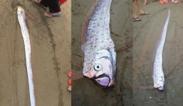 Phát hiện xác cá mái chèo dài 2 mét dạt vào bờ biển Hà Tĩnh