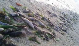 Trung Quốc bị tố thả hóa chất khiến cá chết hàng loạt ở đảo Thị Tứ