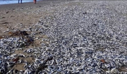 Cá chết trắng bờ do thủy triều đỏ tại Chile