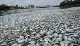 Chùm ảnh: 35 tấn cá chết kín mặt hồ ở Trung Quốc