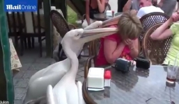 Nữ du khách bị cặp bồ nông tấn công, lao vào mổ