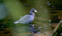 Bồi thường 10.000 đô vì bắn chết một con vịt