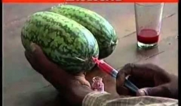 Rợn người với công nghệ giúp dưa hấu “ruột đỏ vỏ xanh” chỉ trong tích tắc