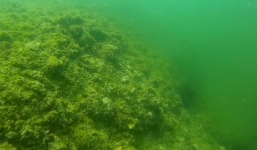 Kết luận ban đầu từ đoàn công tác về thông tin 'cá chết xếp lớp' dưới đáy biển Quảng Bình