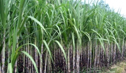 Một nông dân bị sét đánh chết khi vừa rời ruộng mía