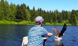 Video đại bàng đầu trọc cướp cá của cần thủ nhanh như cắt