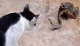 Video: Mèo chứng kiến cảnh rắn quằn quại vì nuốt cóc
