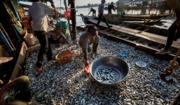 Hàng tấn cá bị sóng đánh dạt vào bờ, cả làng kéo nhau ra hốt không kịp