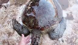 Rùa biển quý hiếm nặng 40kg mắc cạn, suýt bị xẻ thịt