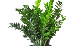 Tác hại khôn lường của cây kim tiền ít người biết