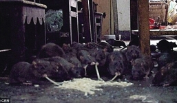 Hãi hùng cụ ông 70 tuổi nuôi 200 chuột trong nhà