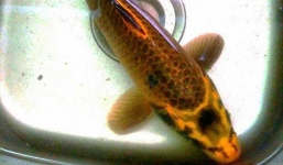 Đổ xô đến nhà thầy giáo xem cá chép “hình mặt người”