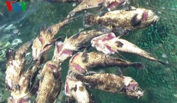  Xuất hiện cá chết hàng loạt tại đảo Phú Quý