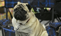 Video: Nam thanh niên bị bắt vì huấn luyện chó đáp lại kiểu chào Hitler