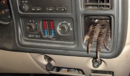 Giật mình phát hiện móng vuốt cá sấu trên bảng điều khiển xe tải