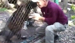 Người trông vườn thú bị báo khủng cắn vào tay