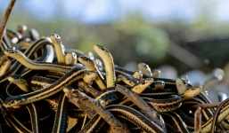 Video rùng mình hàng nghìn con rắn chui ra khỏi hang để giao phối