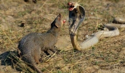 Video: Rắn hổ mang hỗn chiến với chồn hương và cái kết bất ngờ