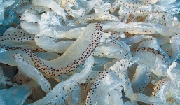 Video: Hãi hùng sứa biển được làm bằng hóa chất