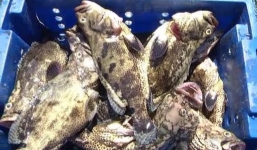 Sự thực tin 'cá chết hàng loạt' ở đảo Phú Quý