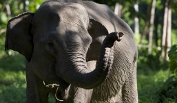 Voi giẫm chết một nữ bác sĩ thú y đang chụp ảnh 