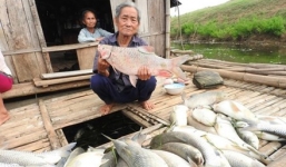Vụ cá chết ở Thanh Hóa: 'Thủ phạm' bồi thường 1,4 tỷ đồng