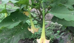 Ăn hoa loa kèn, 2 vợ chồng bị ngộ độc