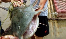 Câu được 'thủy quái' nặng 25kg, dài 1m ở Nghệ An