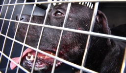 Đàn chó dữ cắn gần đứt lìa tay chủ nhân