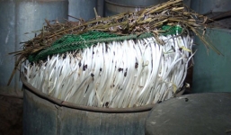 Phát hiện cơ sở  dùng vôi bột, hóa chất để làm giá đỗ