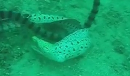 Rắn khủng nuốt lươn điện và cái kết bất ngờ