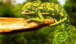 Video: Tắc kè hoa hỗn chiến giành bạn tình