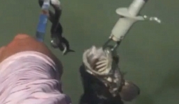 Giật mình phát hiện rắn độc trong miệng cá