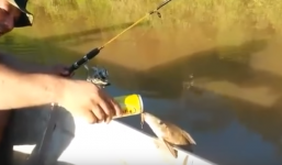 Video: Lạ kỳ cá nhảy khỏi hồ để uống bia