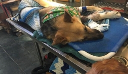 Bị rắn độc cắn 3 lần chú chó vẫn liều mình cứu chủ 