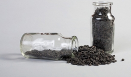 Giới trẻ Mỹ rỉ tai nhau về hạt giống hoa 'phê' hơn ma túy