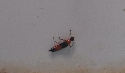 Kiến ba khoang tấn công bệnh nhân ở Bệnh viện Nhi Cần Thơ