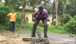 Cận cảnh bắt rắn hổ mang chúa khủng bằng tay không