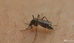 Singapore công bố phát hiện trường hợp nhiễm virus Zika đầu tiên